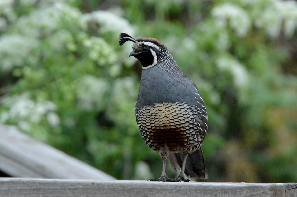 Quail, California, 2015-06111468 Montana de Oro State Park, CA.JPG - California Quail. Montana de Oro State Park, CA, 5-12-2015